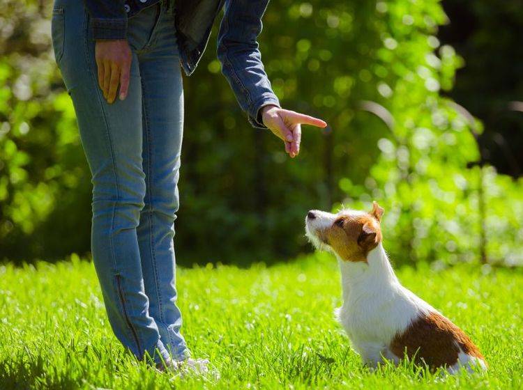 Die Erziehung eines Jack Russell Terriers erfordert Geduld und Konsequenz – Bild: Shutterstock / dezi