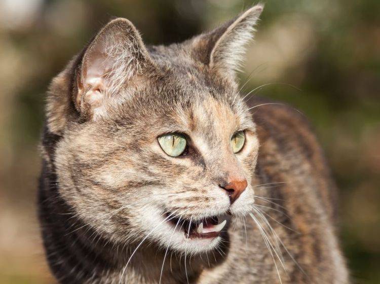 Hecheln ist für Katzen eher untypisches Verhalten – Bild: Shutterstock / SJ Allen
