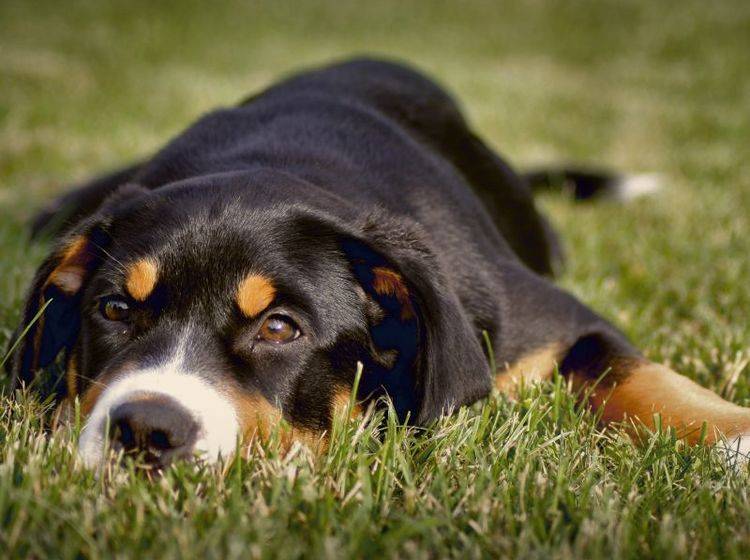 Das Cushing-Syndrom tritt häufig bei älteren Hunden auf – Bild: Shutterstock / Zuzana Uhlíková