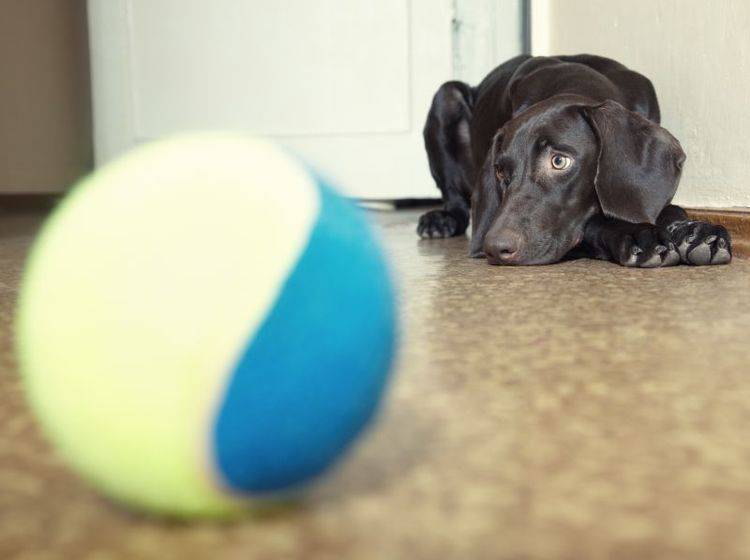 Hunde mit Herzinsuffizienz können verschiedene Symptome zeigen – Bild: Shutterstock / Arman Zhenikeyev