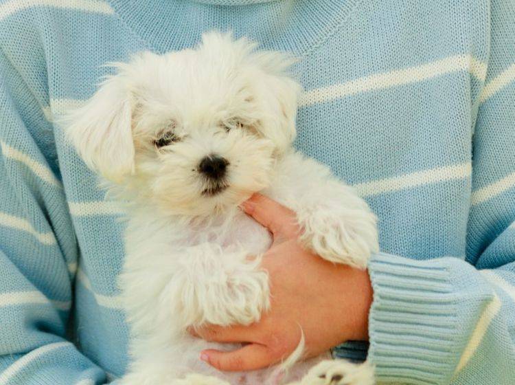 Der Malteser ist ein niedlicher und unkomplizierter Hund – Bild: Shutterstock / gorillaimages