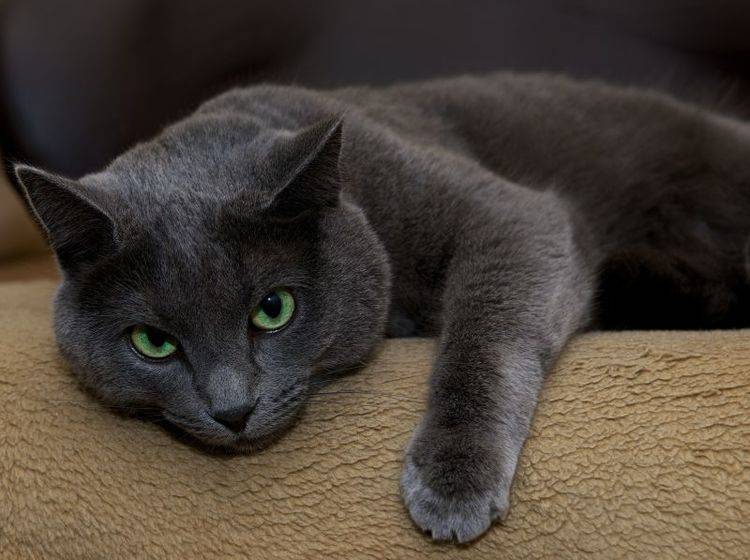 Katzen mit Niereninsuffizienz wirken matt und abgeschlagen – Bild: Shutterstock / Renata Apanaviciene