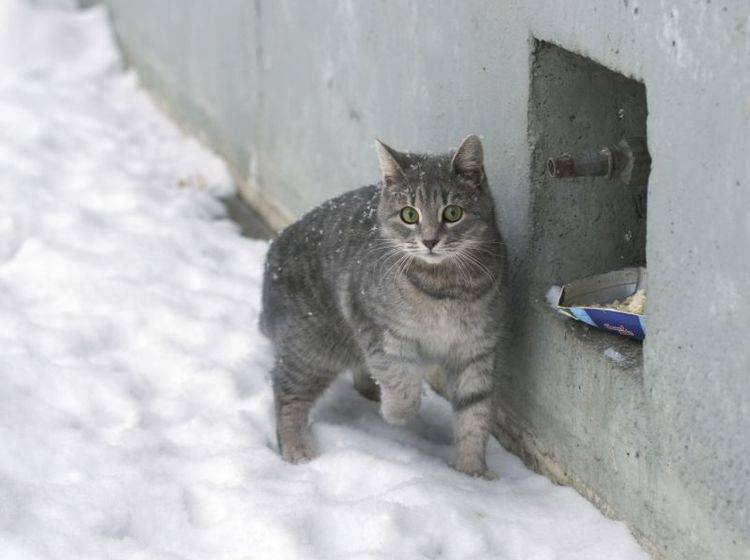 Streunende Katzen Im Winter Füttern Tipps