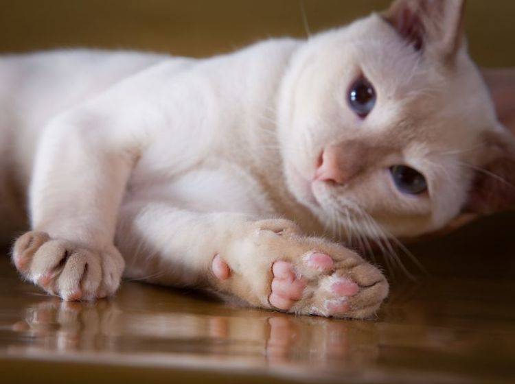 Die Tonkanese ist eine schöne, verspielte Katze – Bild: Shutterstock / dezi