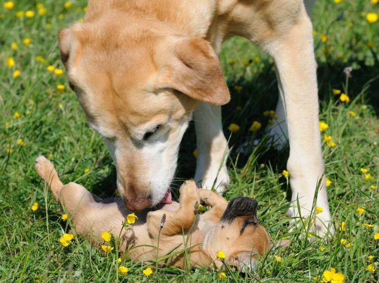 Welpe trifft erwachsenen Hund: Gilt der Welpenschutz? – Bild: Shutterstock / AnetaPics