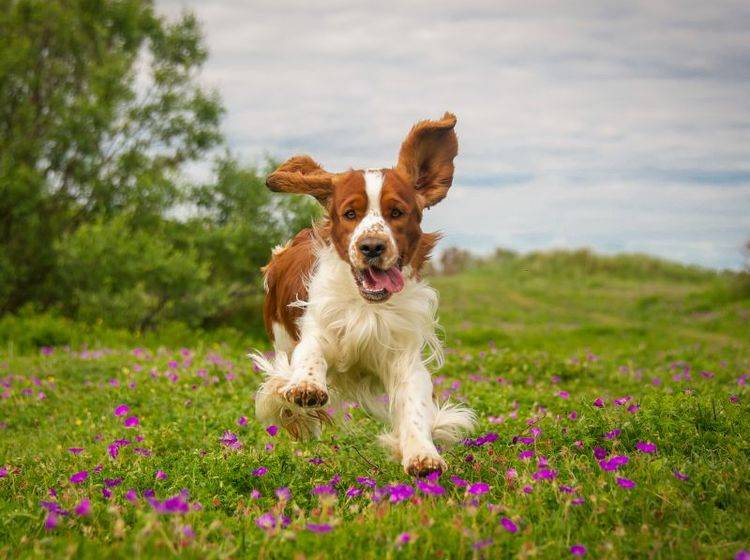 Der Welsh Springer Spaniel ist ein ausgelassener, fröhlicher Hund – Bild: Shutterstock / rebeccaashworth