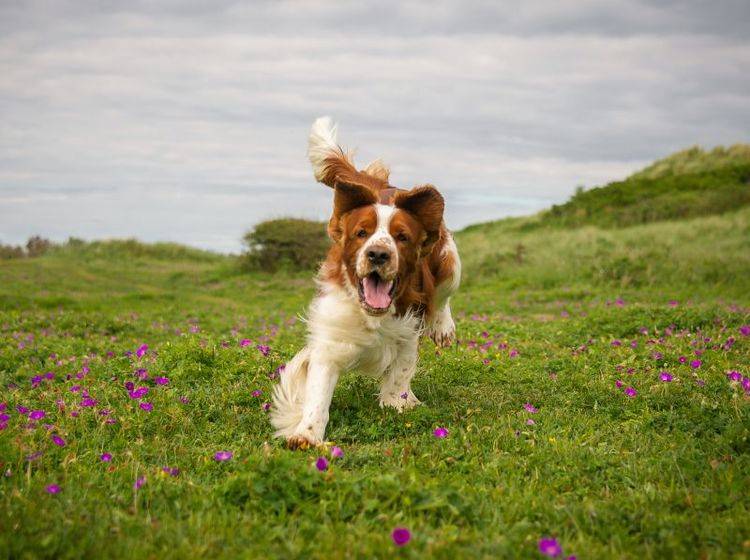 Der Welsh Springer Spaniel ist ein kleiner Wirbelwind – Bild: Shutterstock / rebeccaashworth