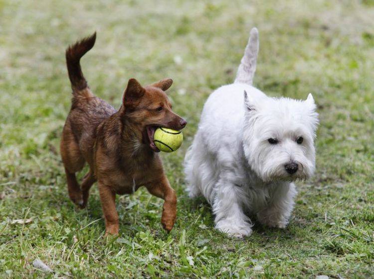 Der West Highland White Terrier ist ein verspielter, geselliger Hund – Bild: Shutterstock / naten