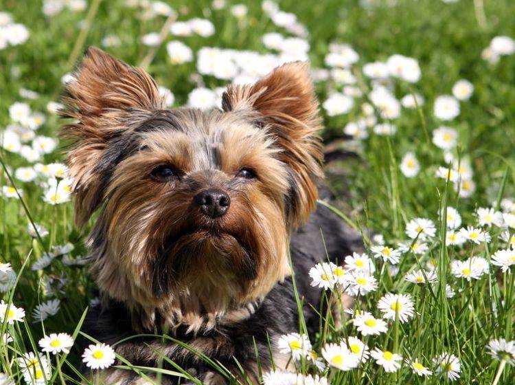 Munter, aufgeweckt und fröhlich: Der Yorkshire Terrier – Bild: Shutterstock / Bernhard Richter