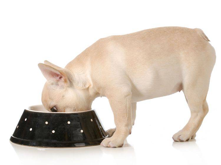 Bei der Ernährung einer Französischen Bulldoggen sollten Sieeine Überfütterung vermeiden – Bild: Shutterstock / WilleeCole Photography