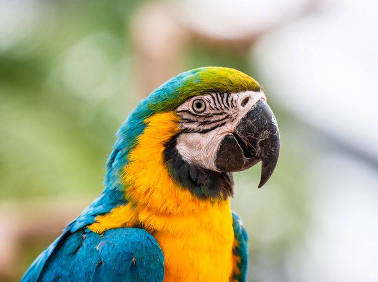 Gelbbrustaras gehören zur Ordnung der Papageien – Bild: Shutterstock / Polarpx