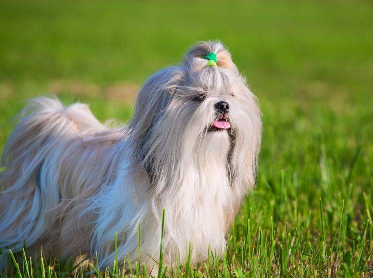 Haltung als Familien- oder Einpersonenhund: Der Shih Tzu eignet sich für beides – Bild: Shutterstock / chaoss