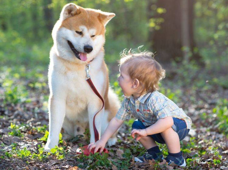Eine gute Erziehung ist wichtig, damit der Akita ein verlässlicher Hund wird – Bild: Shutterstock / Away