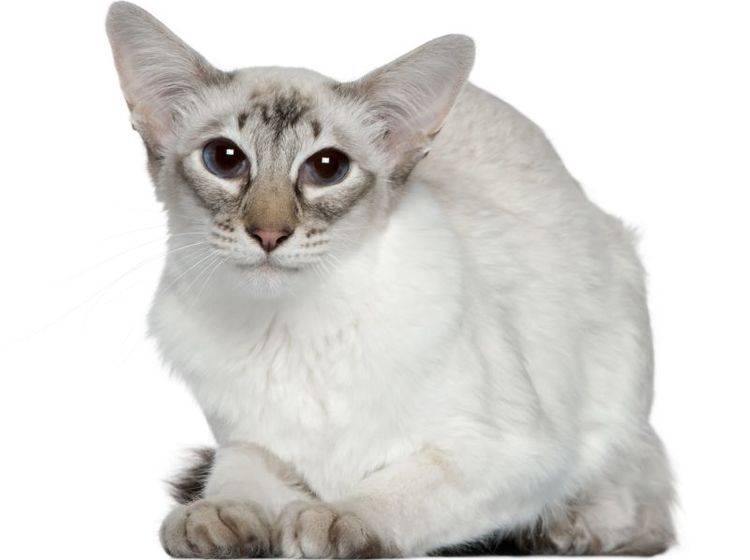 Muntere, aktive Katze: Die Balinese – Bild: Shutterstock / Eric Isselee