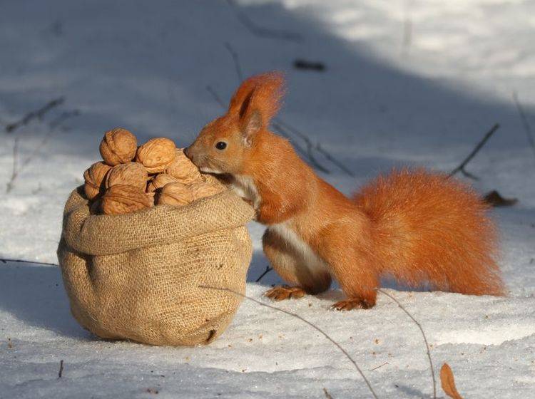 Eichhörnchen im Winter: "Diese Nüsse hatte ich aber nicht selber versteckt ..." – Bild: Shutterstock / FomaA