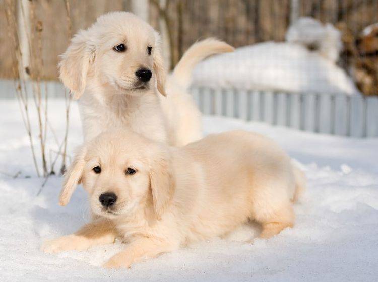 Hundebabys genießen zum ersten mal den Schnee