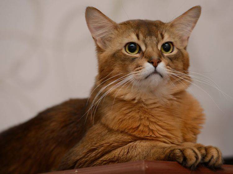 Aktiv und verspielt: Die Somali-Katze ist für jeden Spaß zu haben – Bild: Shutterstock / nelik