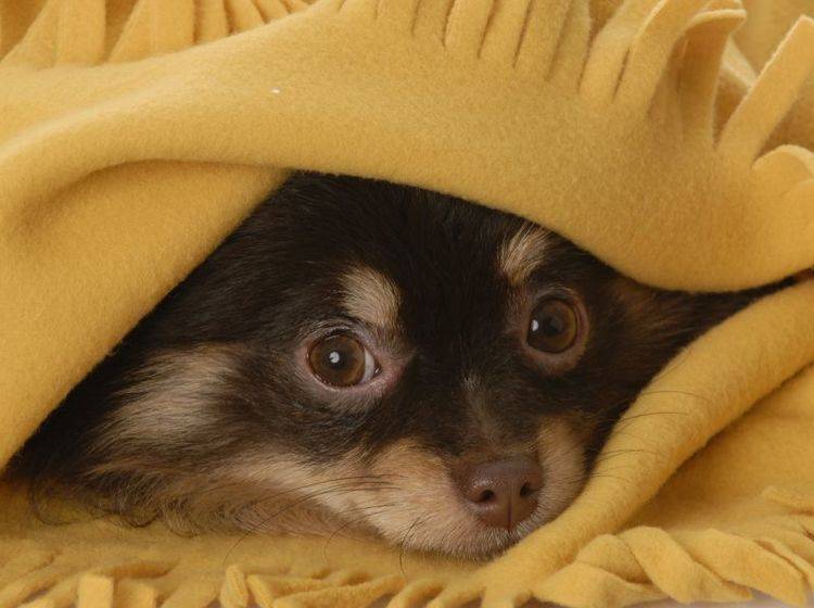 Hilfe für Hunde mit Angst vor Silvester – Bild: Shutterstock / WilleeCole Photography