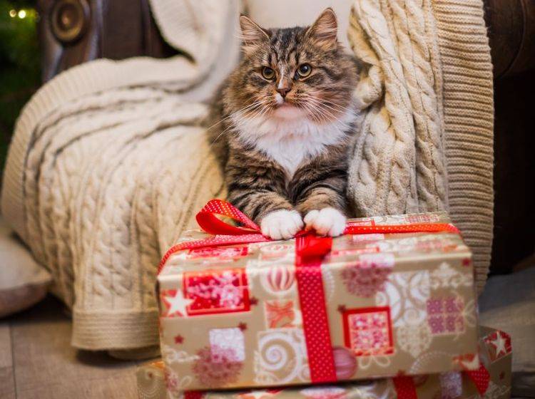 Süße und kreative Katzenweihnachtsgeschenke – Bild: Shutterstock / dezi