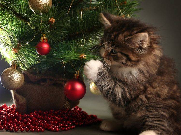 Lametta und andere Weihnachtsdeko kann Katzen gefährlich werden – Bild: Shutterstock / Lisa A.