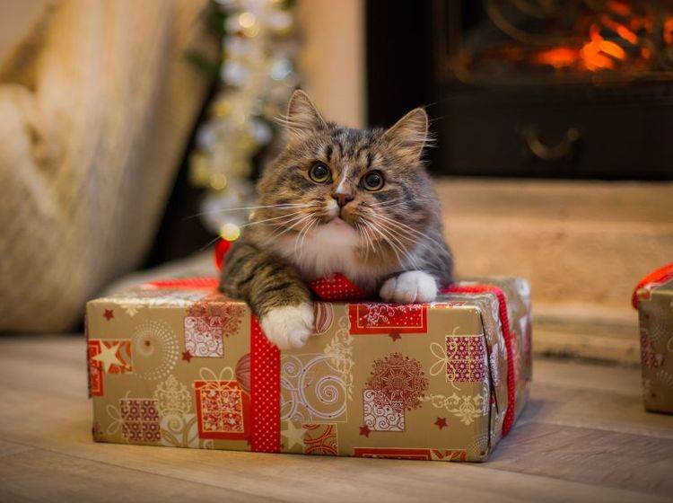 Keine gute Idee: Tiere als Weihnachtsgeschenke – Bild: Shutterstock / dezi