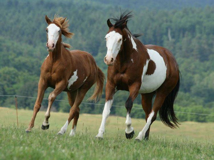 Hübsche Kraftpakete: Paint Horses fallen durch ihr buntes Muster und die muskulöse Statur auf – Bild: Shutterstock / Zuzule