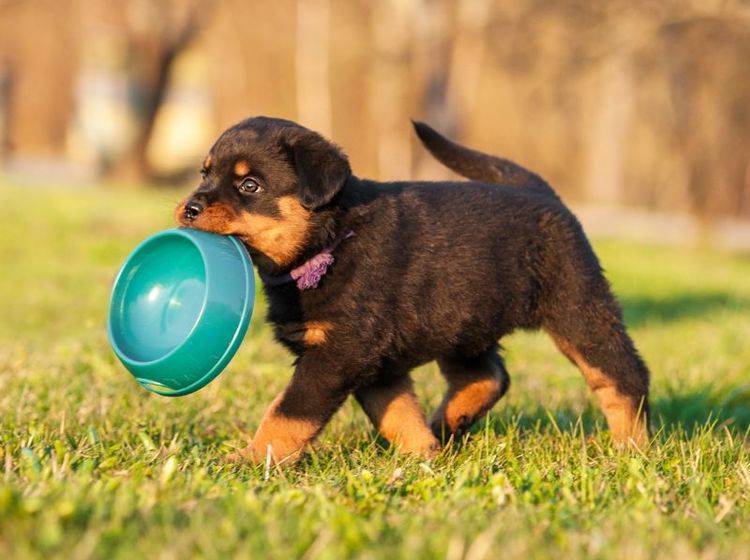 Tricks und Grundkommandos: Ein kleiner Rottweiler muss einiges lernen – Bild: Shutterstock / Rita Kochmarjova