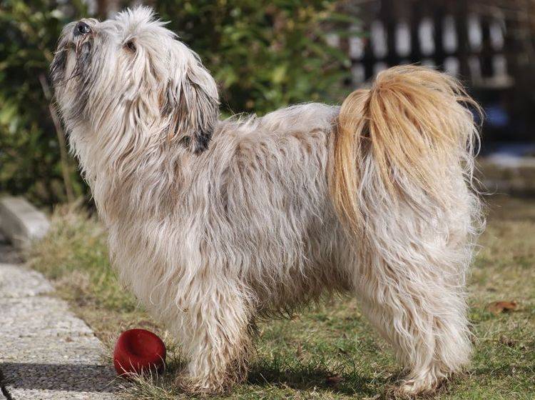 Der Tibet Terrier ist ein fröhlicher und sportlicher Hund – Bild: Shutterstock / manfredxy