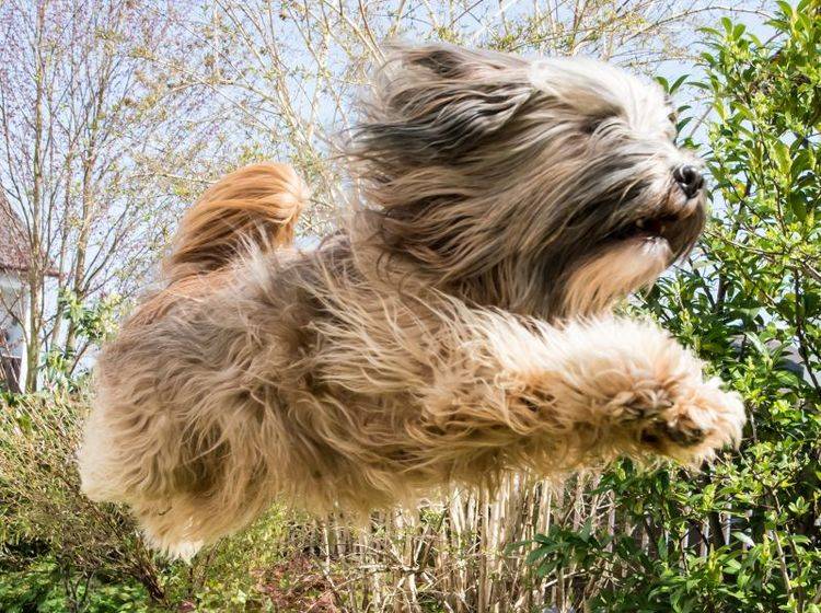 Beachten Sie sein sportliches Talent bei der Haltung des Tibet Terriers – Bild: Shutterstock / manfredxy