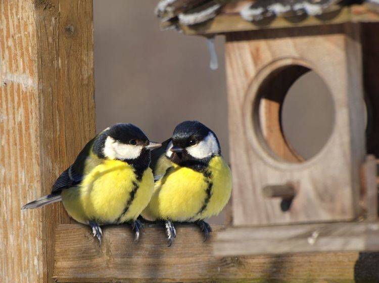 Eine schön gepflegte Futterstelle hilft Vögeln, den Winter gut zu überstehen – Bild: Shutterstock / gorillaimages