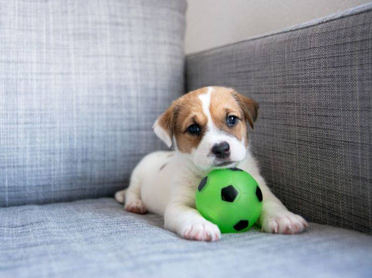Im Welpenalter lernt der Hund besonders schnell – Bild: Shutterstock / Anna Hoychuk