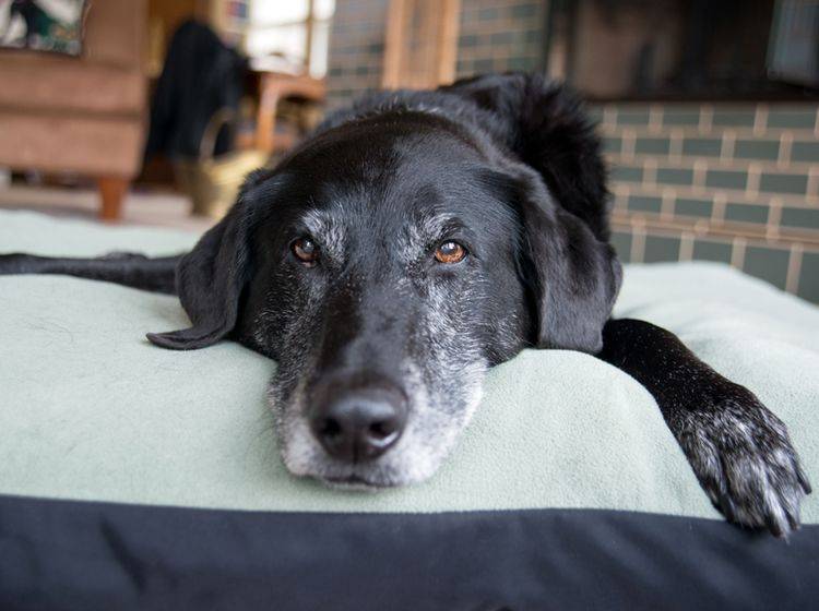 Nach einem Hunde-"Schlaganfall" braucht der Vierbeiner viel Ruhe – Bild: Shutterstock / Anna Hoychuk