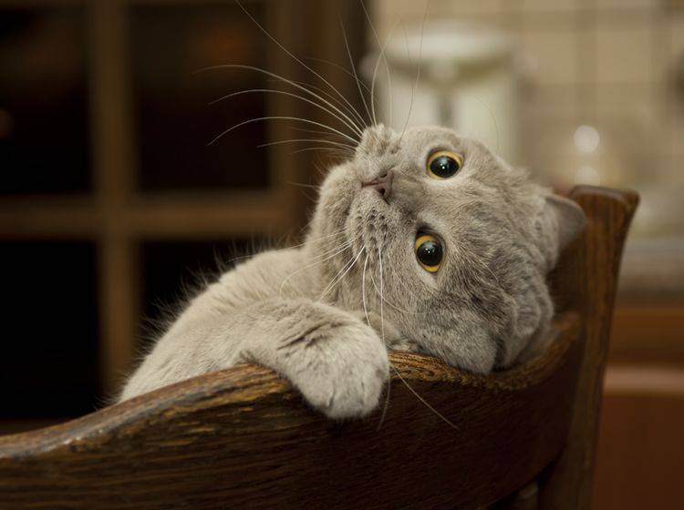 BKH-Katzen lassen sich relativ leicht erziehen – Bild: Shutterstock / Sergey Kaliganov