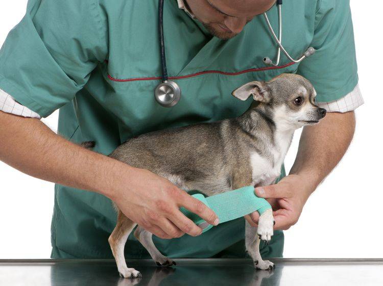Gehen Sie mit Ihrem Chihuahua regelmäßig zur Vorsorgeuntersuchung – Bild: Shutterstock / Eric Isselee