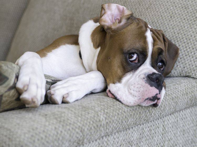 Hund liegt auf dem Sofa: Rangordnungsprobleme oder schlechte Erziehung? – Bild: Shutterstock / Tony Moran