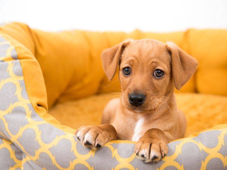 Mit der richtigen Erziehung geht jeder Hund gern ins Körbchen – Bild: Shutterstock / Anna Hoychuk