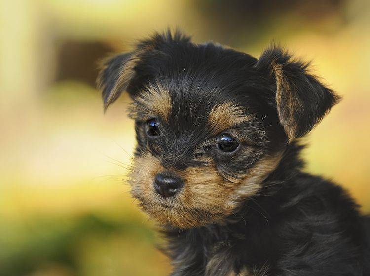 Mit seinem niedlichen Gesicht erwärmt dieser Yorkshire Terrier jedes Herz – Bild: Shutterstock / AnetaPics