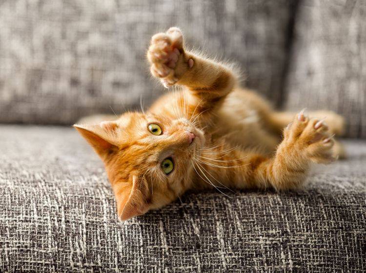 Bereits Kätzchen können lernen ohne Kratzen zu spielen – Bild: Shutterstock / Lucky Business