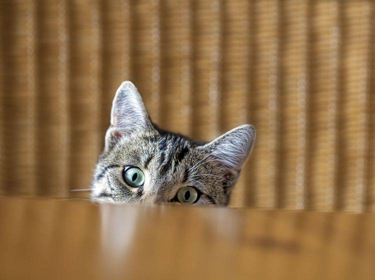 Kann man Katzen mit Wasserpistole und Sprühflasche vom Esstisch fernhalten? – Shutterstock / Dirk Ott