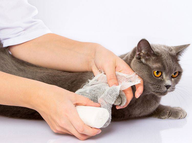 Eine Verletzung ist oft der Grund, wenn die Katze humpelt – Bild: Shutterstock / Sergey Gerashchenko