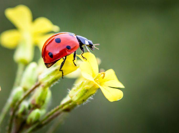 Marienkäfer gehören zur Ordnung der Käfer und sind in verschiedenen Farben zu finden ... – Bild: Shutterstock / Petar Milevski