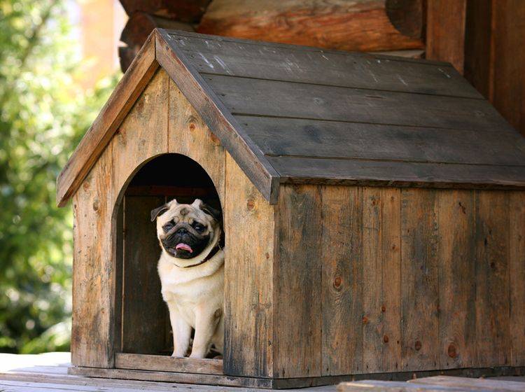 Eine bequeme Hundehütte ist für Hunde draußen unverzichtbar – Bild: Shutterstock / Kichigin