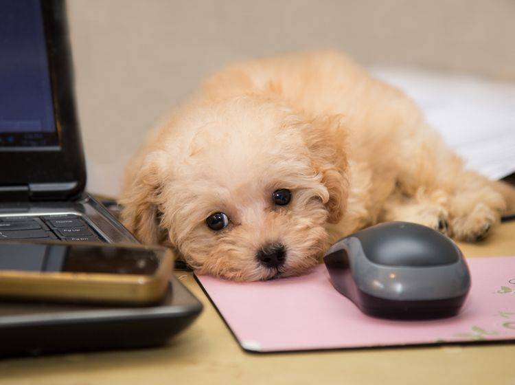 Berufstätig? Vielleicht darf Ihr Hund mit ins Büro? – Bild: Shutterstock / ThamKC