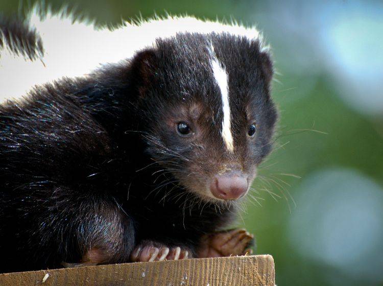 Skunks, auch Stinktiere genannt, gehören zur Familie der Raubtiere – Bild: Shutterstock / Heiko Kiera