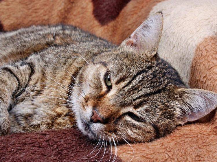 Demenz bei Katzen: Nach dem Aufwachen sind die Symptome oft deutlicher sichtbar – Bild: Shutterstock / Adam J