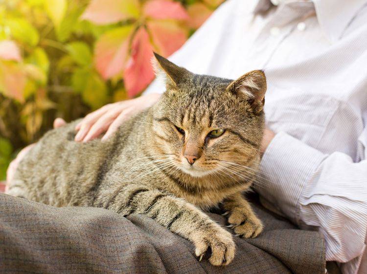 Alte Katzen brauchen besonders liebevolle Fürsorge – Bild: Shutterstock / Budimir Jevtic
