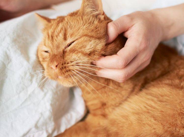 Eine demente Katze braucht die Unterstützung ihrer Besitzer – Bild: Shutterstock / dmitry zubarev
