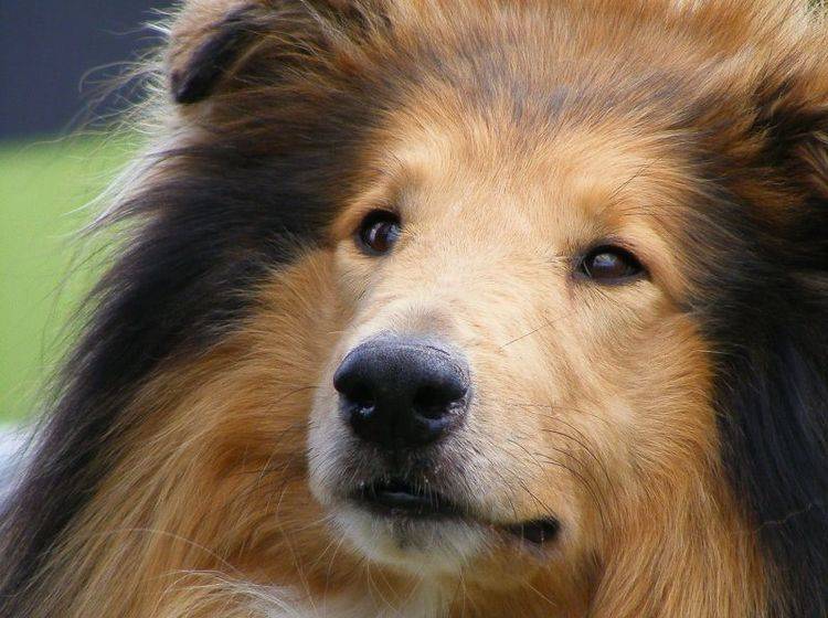 Der Collie: Ein munterer und freundlicher Hund – Bild: Shutterstock / Anastasija Popova