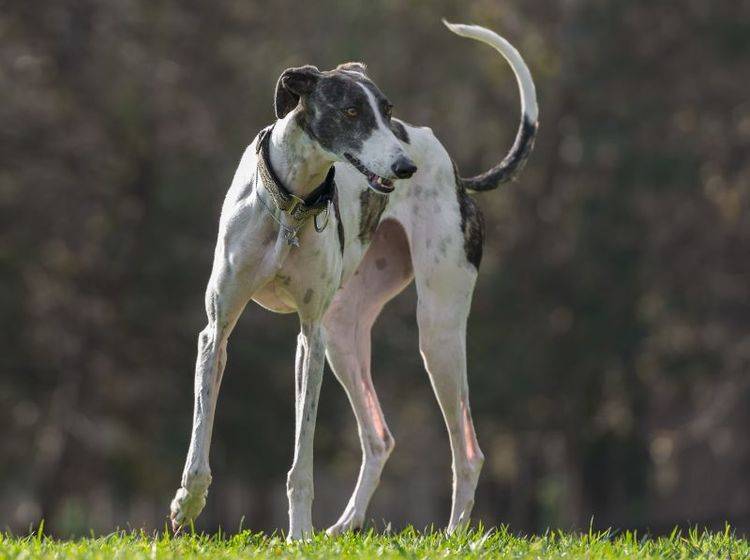 Blitzschneller Hund mit Jagdtrieb: Der Galgo Espanol – Bild: Shutterstock / tsik