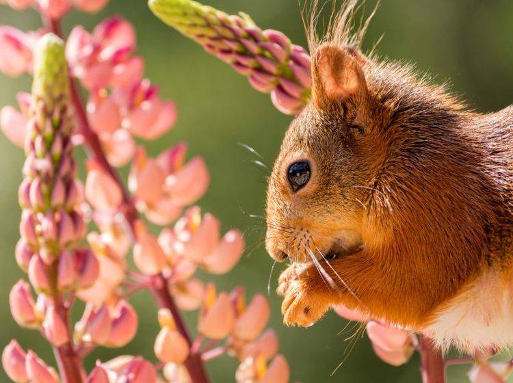 Schön sommerlich und gemütlich sieht es bei Hörnchen Nummer 1 aus – BIld: Shutterstock / geertweggen